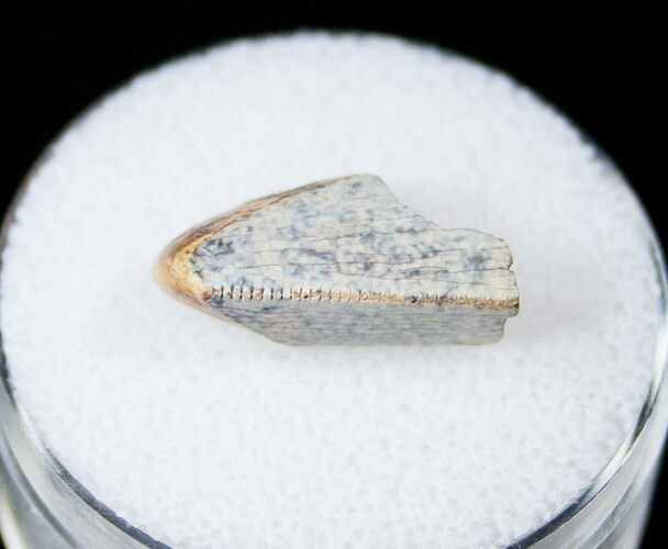 Tyrannosaurid Tooth Fragment - Montana #15208